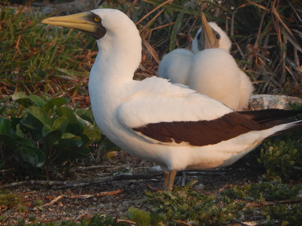 蓝脸鲣鸟(Sula dactylatra)