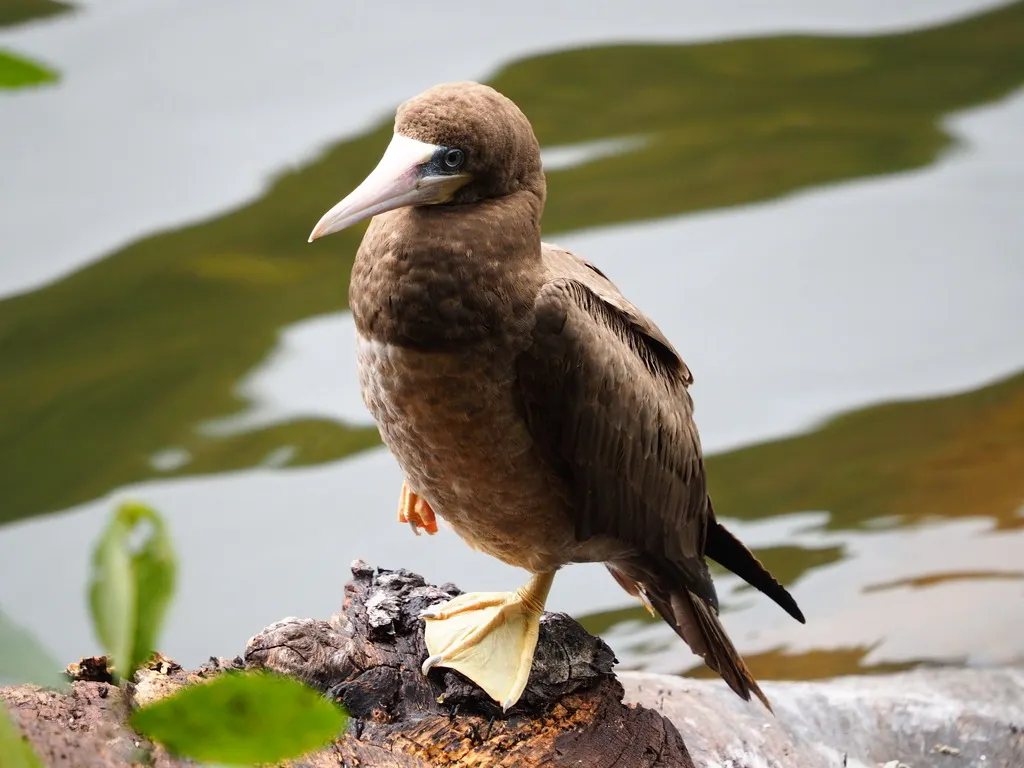 褐鲣鸟(Sula leucogaster)