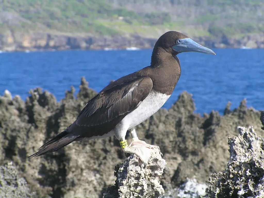褐鲣鸟(Sula leucogaster)