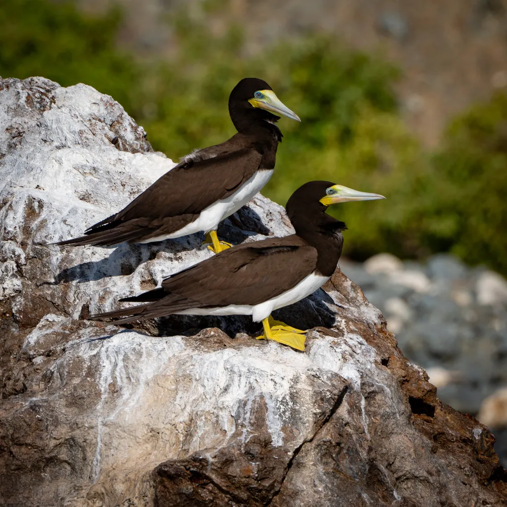 褐鲣鸟(Sula leucogaster)