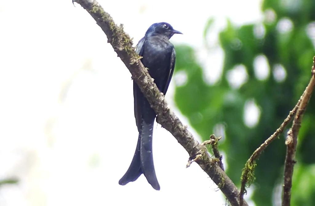 叉尾乌鹃(Surniculus dicruroides)