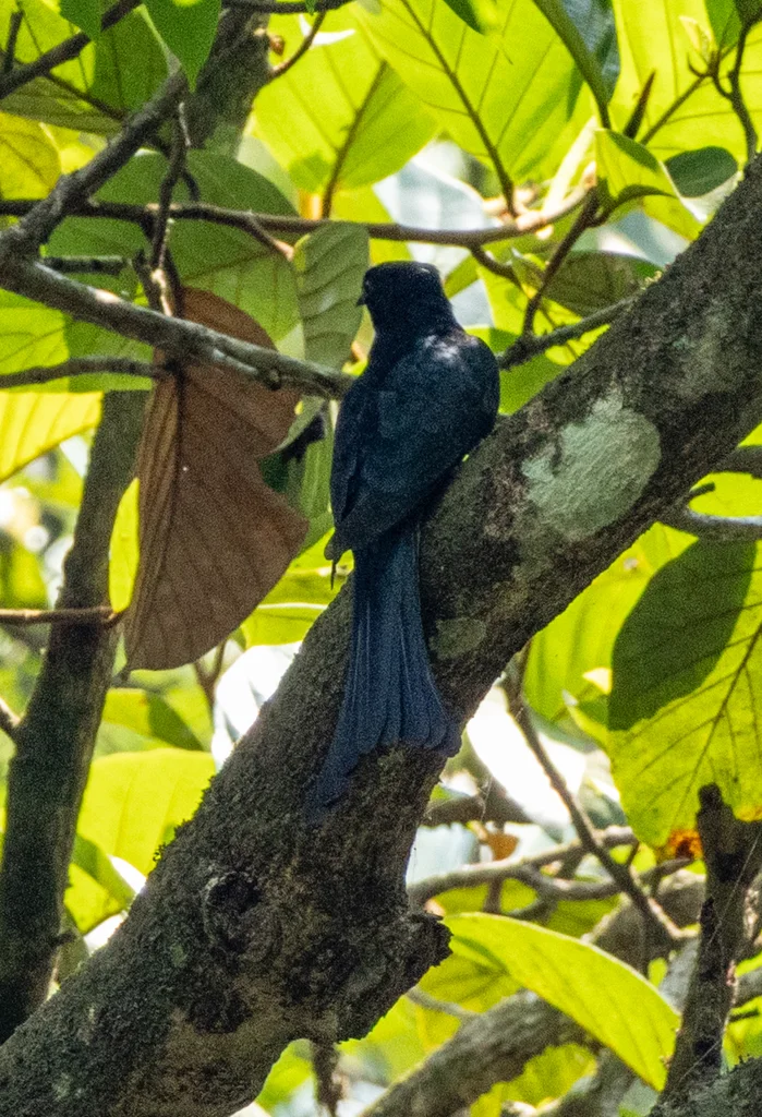 叉尾乌鹃(Surniculus dicruroides)