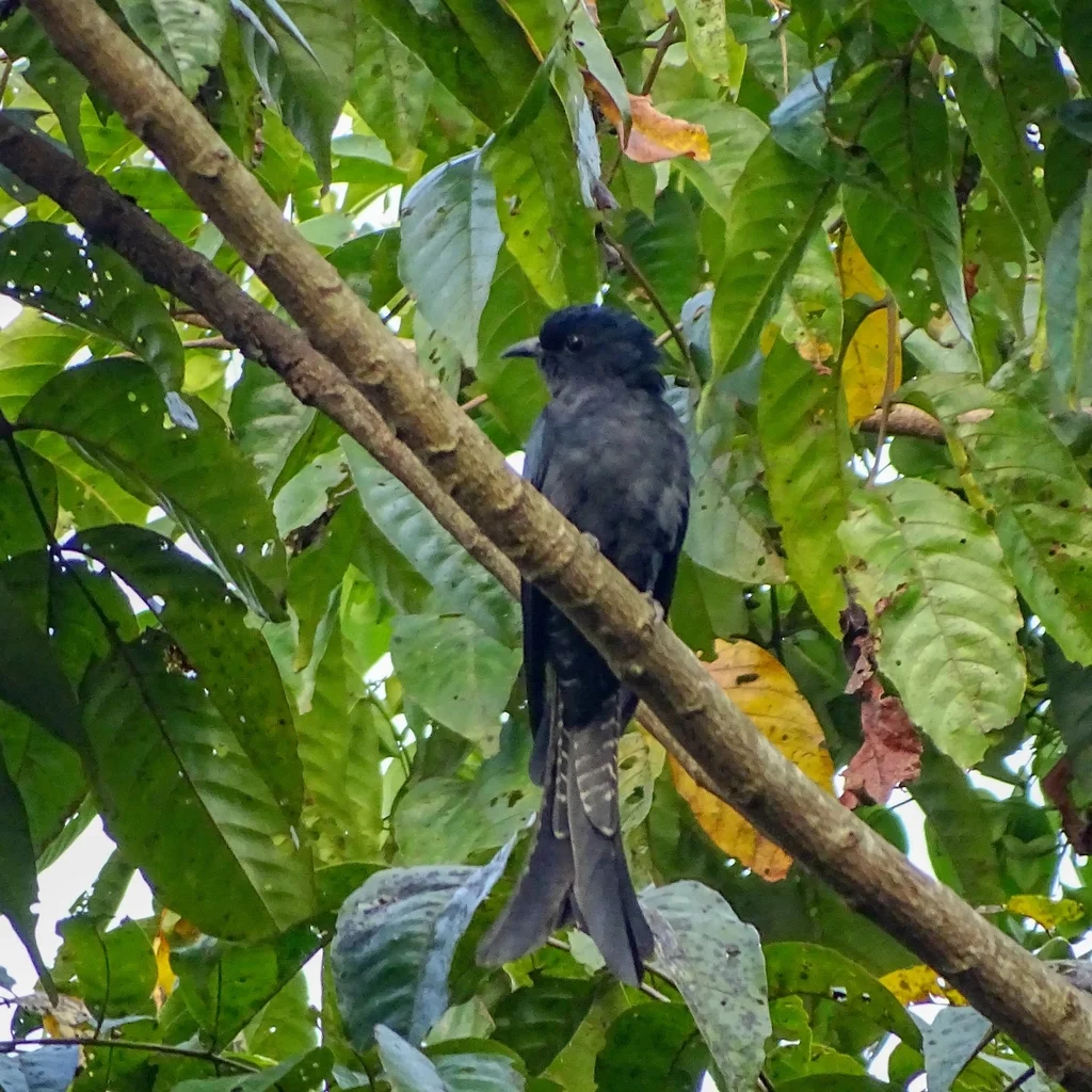 叉尾乌鹃(Surniculus dicruroides)