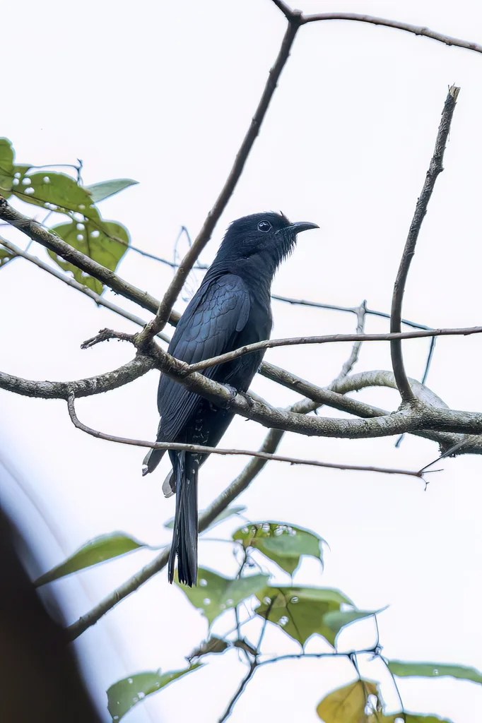 乌鹃(Surniculus lugubris)