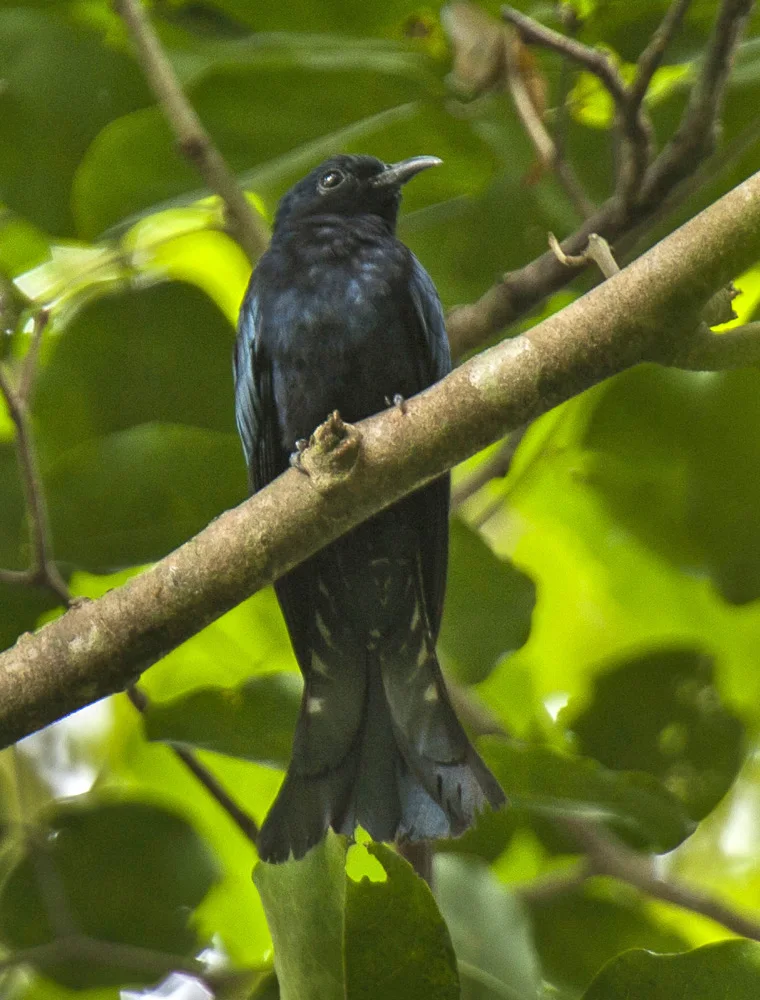 菲律宾乌鹃(Surniculus velutinus)