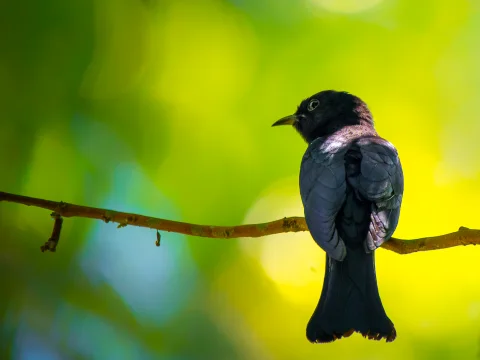 菲律宾乌鹃