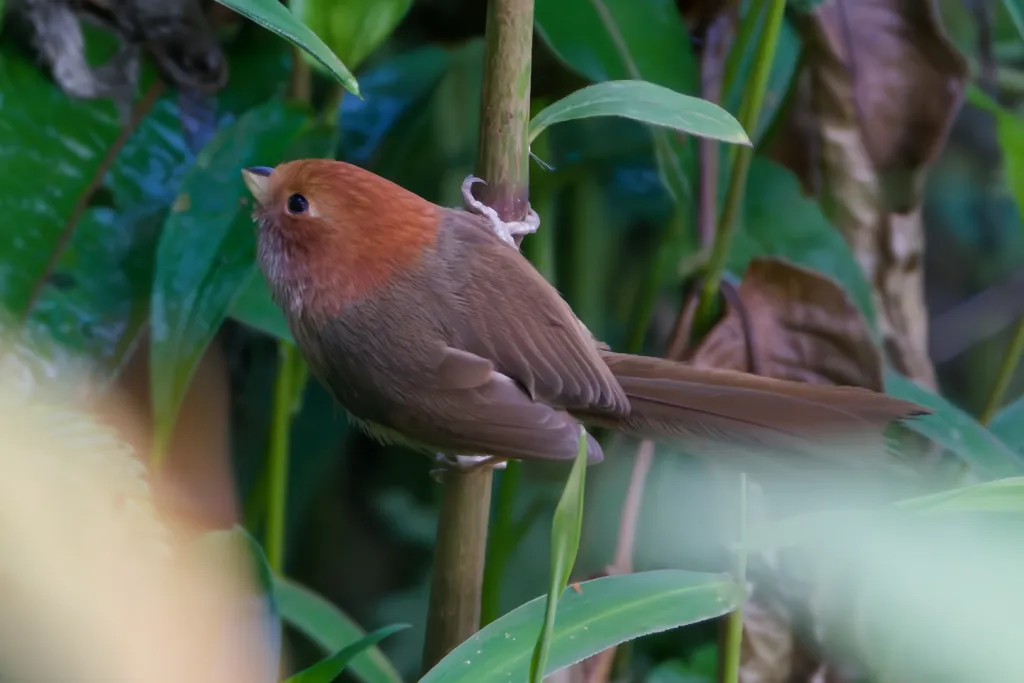 褐翅鸦雀(Suthora brunnea)