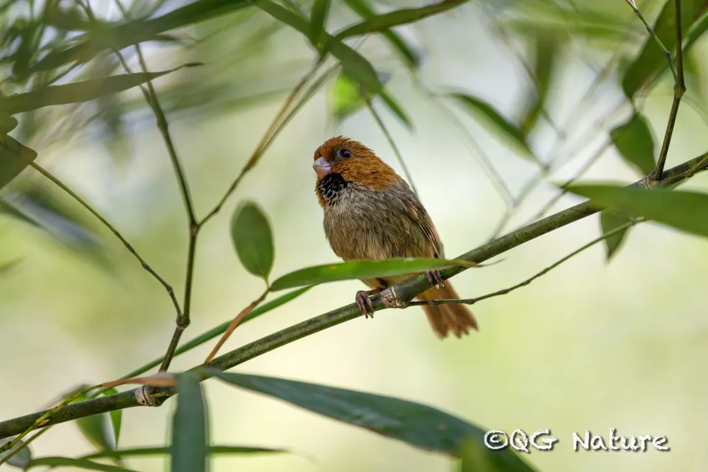 短尾鸦雀(Suthora davidiana)