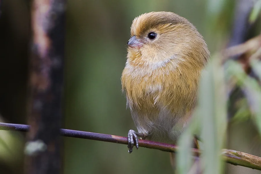 黄额鸦雀（Suthora fulvifrons）