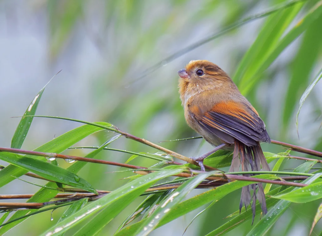 黄额鸦雀（Suthora fulvifrons）