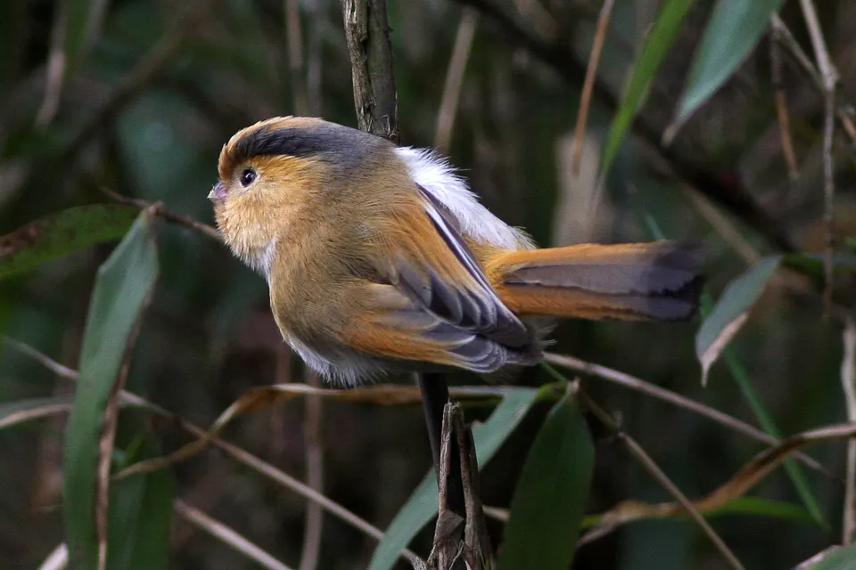 黄额鸦雀（Suthora fulvifrons）