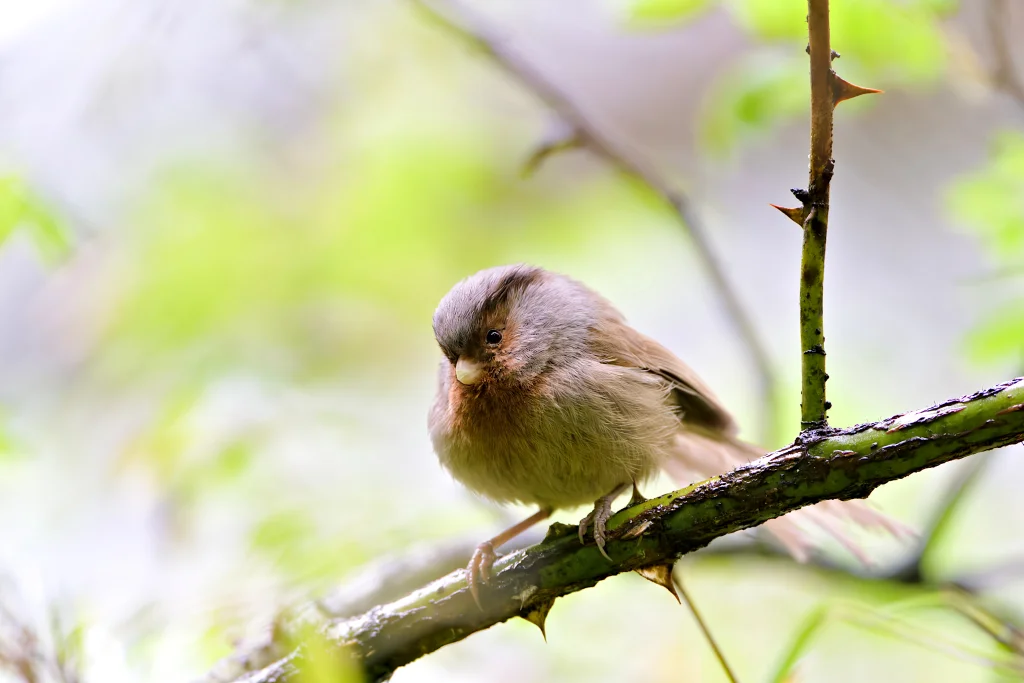 灰冠鸦雀(Suthora przewalskii)