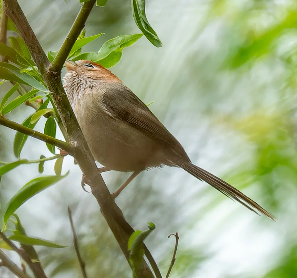 云南鸦雀（Suthora ricketti）
