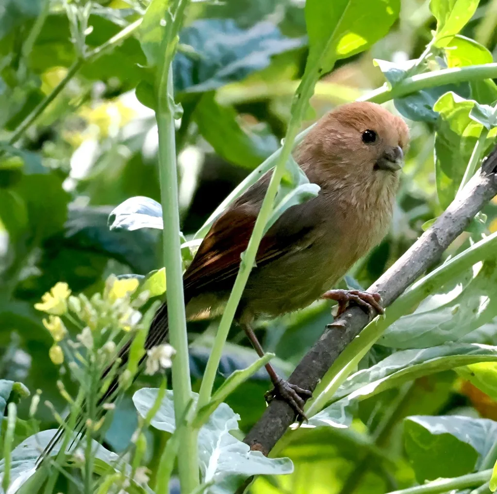 棕头鸦雀(Suthora webbiana)