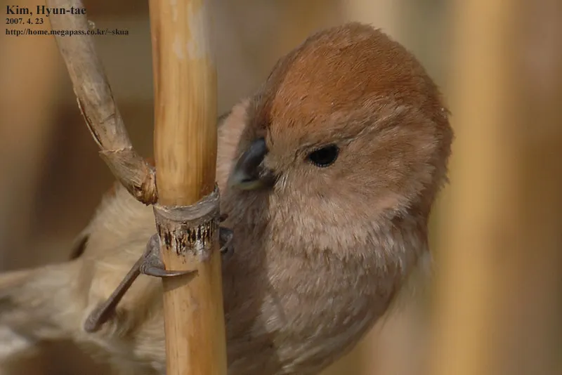 棕头鸦雀(Suthora webbiana)