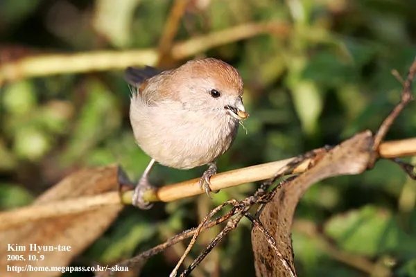 棕头鸦雀(Suthora webbiana)