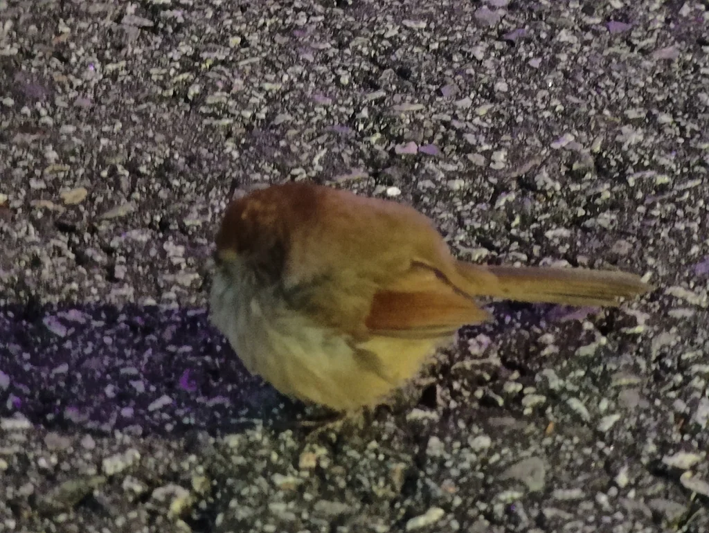 棕头鸦雀(Suthora webbiana)