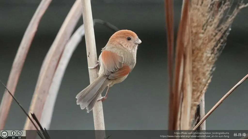 棕头鸦雀(Suthora webbiana)