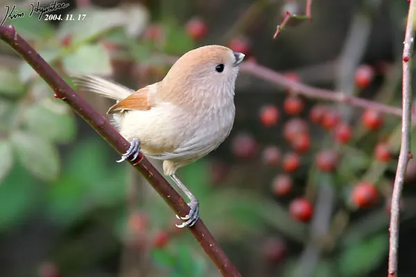 棕头鸦雀(Suthora webbiana)