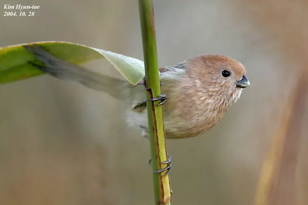 棕头鸦雀(Suthora webbiana)