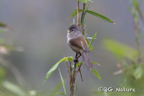 暗色鸦雀