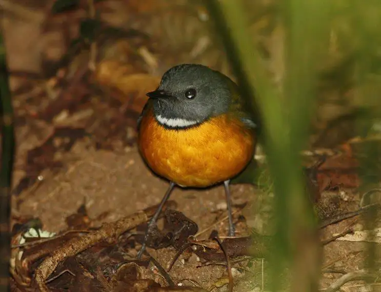 斯氏鸲(Swynnertonia swynnertoni)