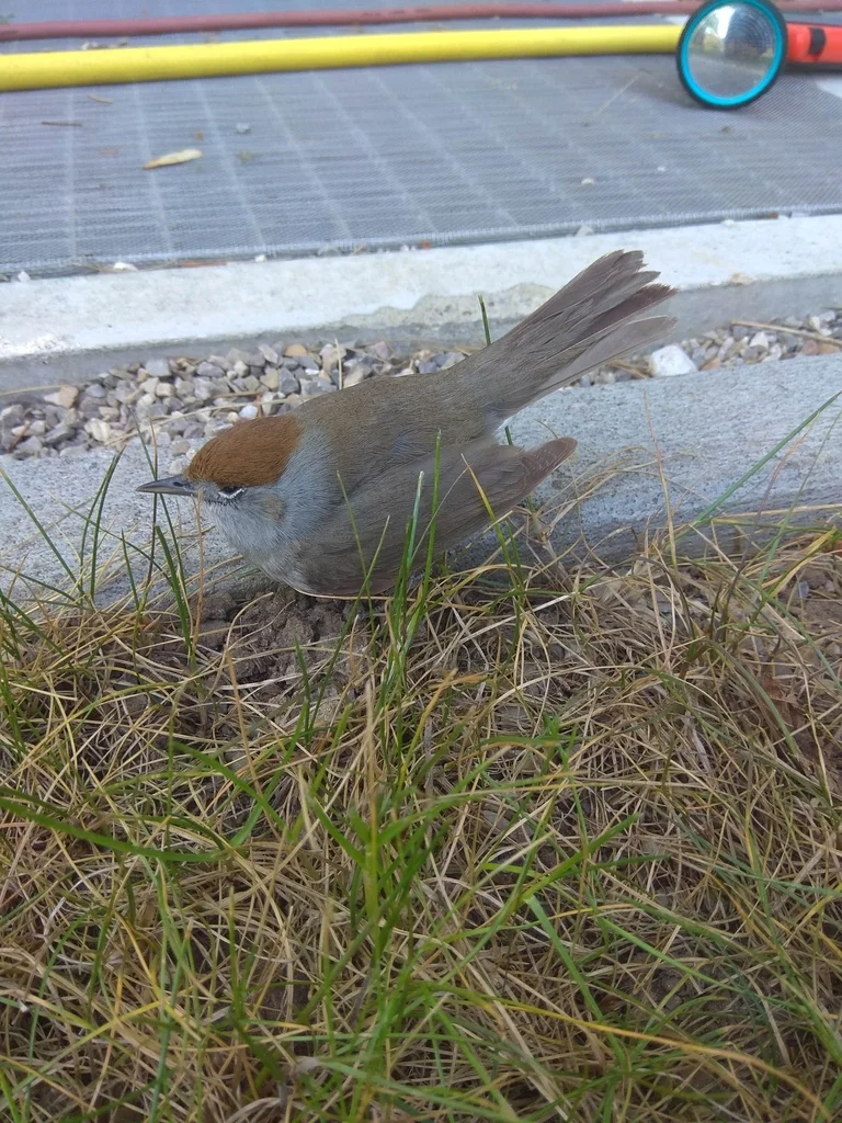 黑顶林莺(Sylvia atricapilla)