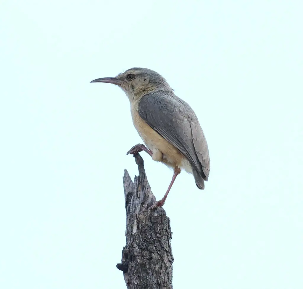 棕长嘴森莺（Sylvietta rufescens）