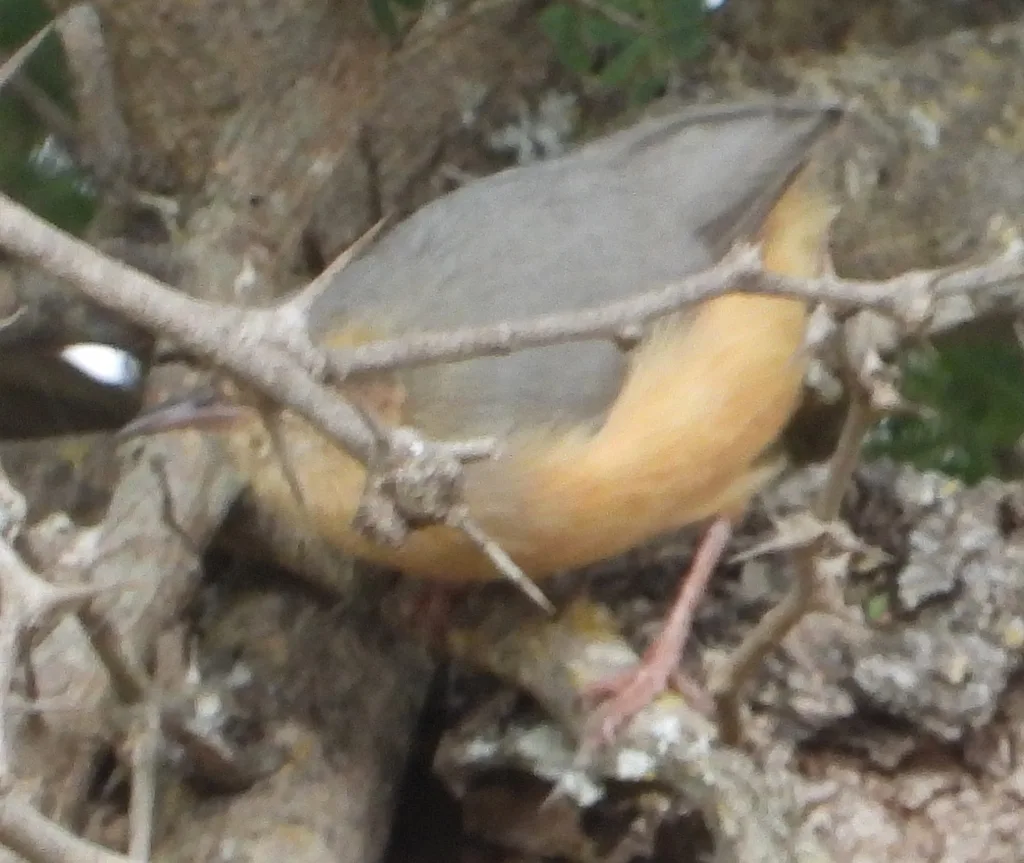 棕长嘴森莺（Sylvietta rufescens）