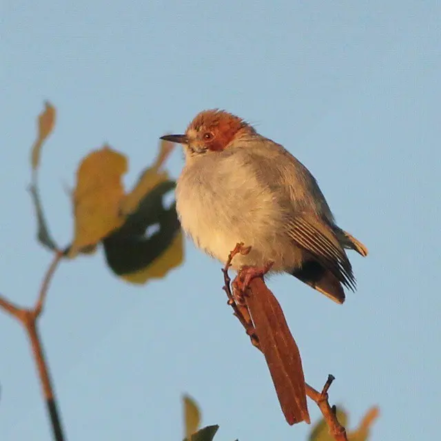 红顶森莺(Sylvietta ruficapilla)