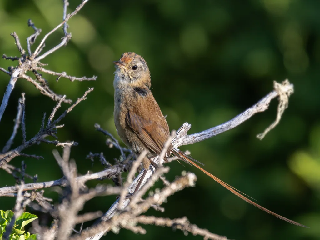 阿根廷线尾雀（Sylviorthorhynchus desmurii）