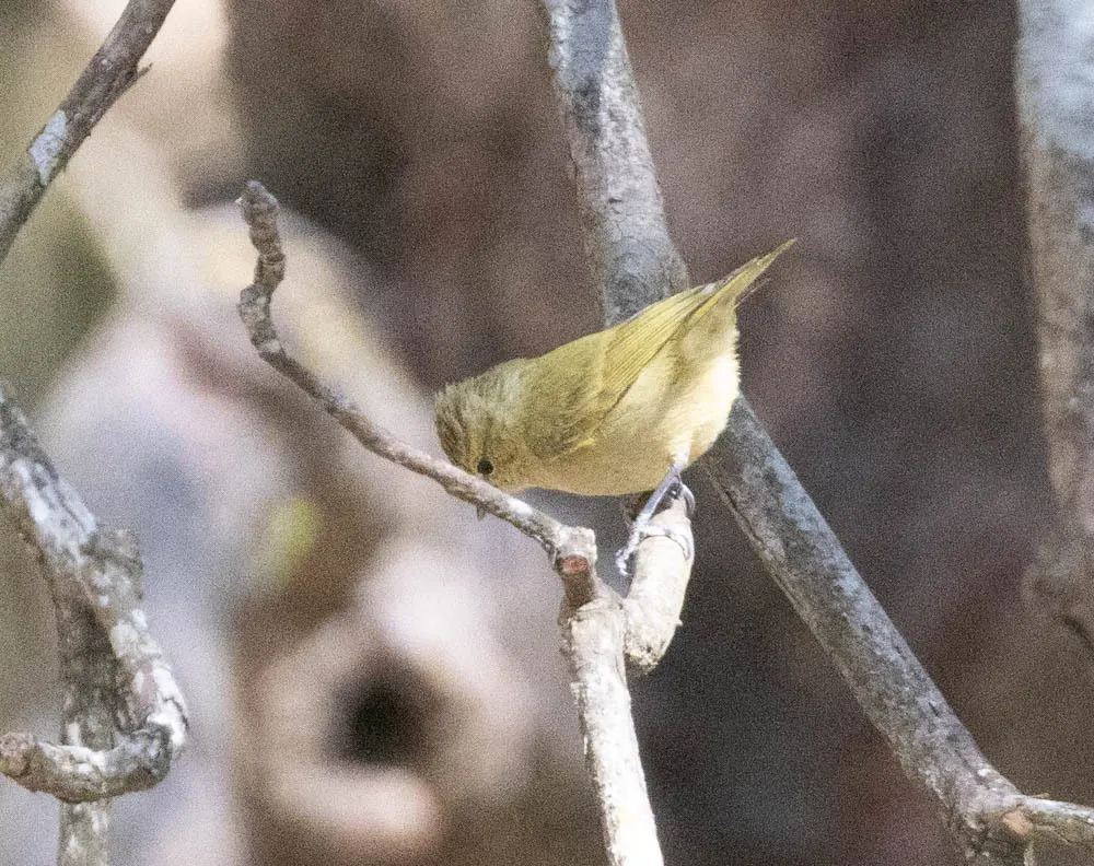 黄眉林雀（Sylviparus modestus）