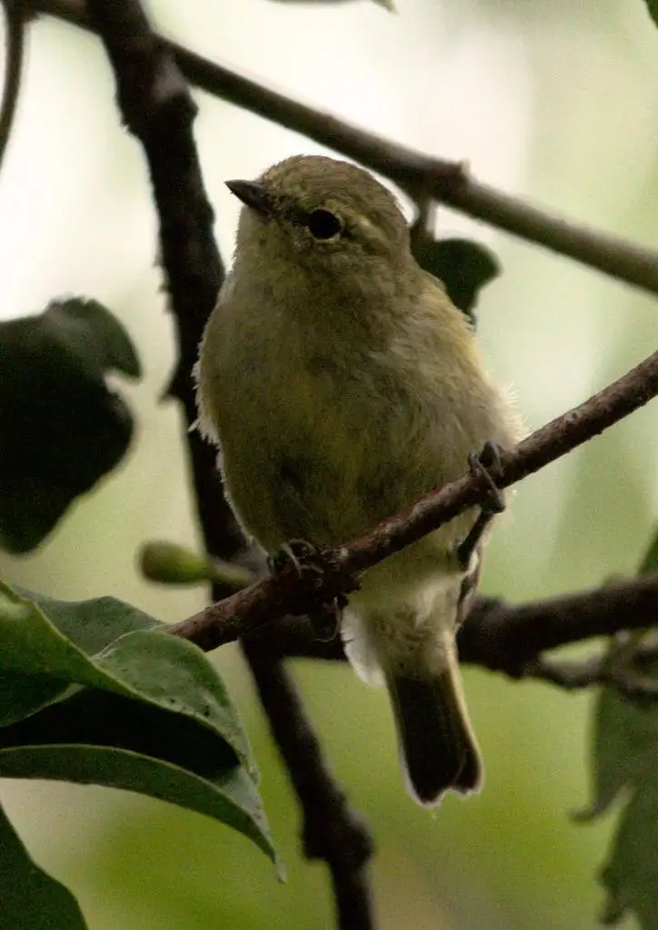 黄眉林雀（Sylviparus modestus）