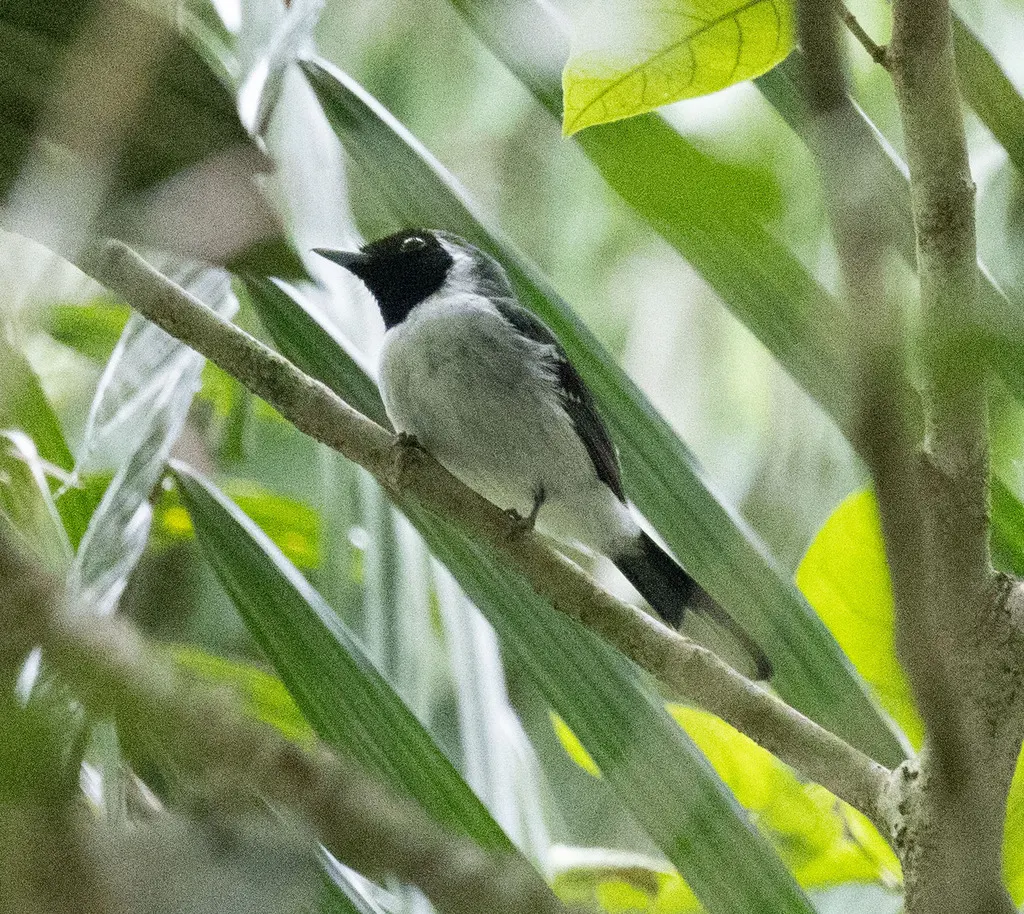 斑翅王鹟(Symposiachrus guttula)