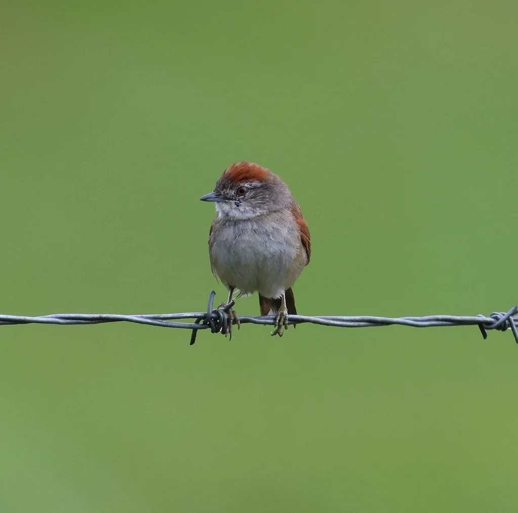 淡胸针尾雀(Synallaxis albescens)