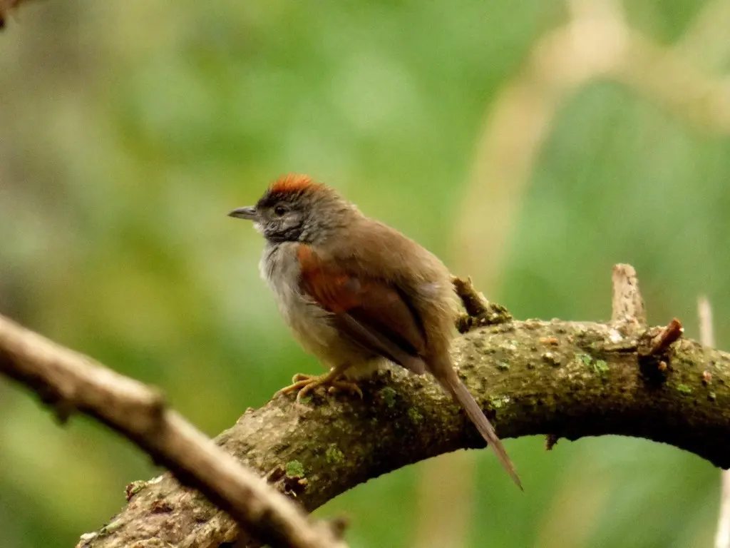 阿氏针尾雀(Synallaxis azarae)