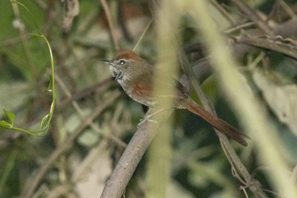 阿氏针尾雀(Synallaxis azarae)