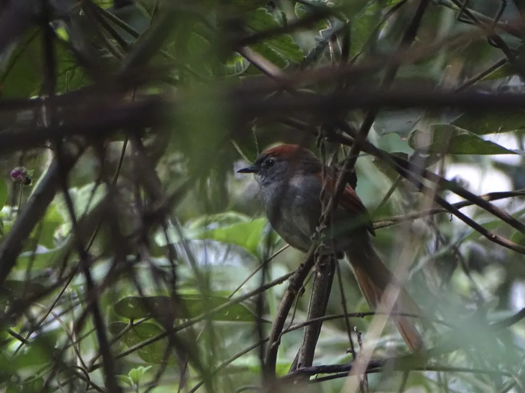 阿氏针尾雀(Synallaxis azarae)