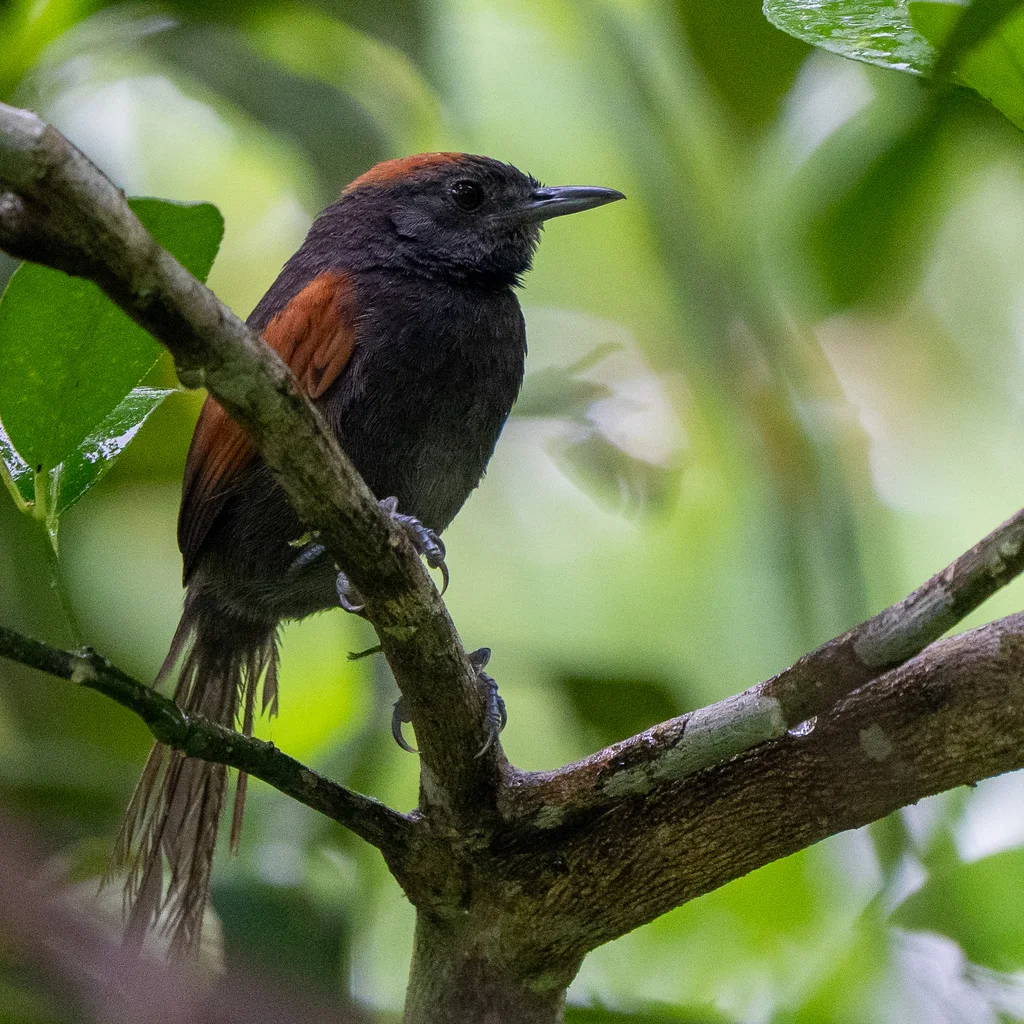 蓝灰针尾雀(Synallaxis brachyura)