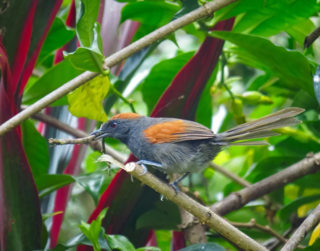蓝灰针尾雀(Synallaxis brachyura)