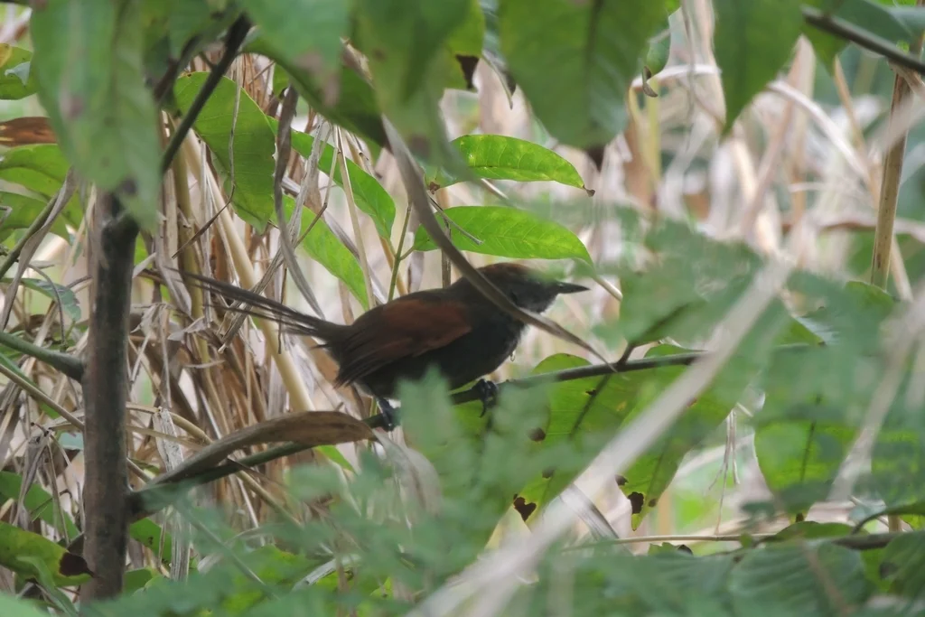 蓝灰针尾雀(Synallaxis brachyura)