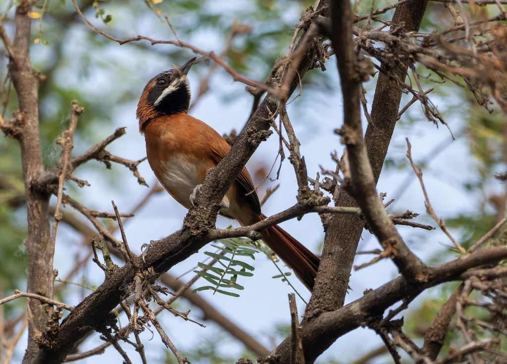 白须针尾雀(Synallaxis candei)
