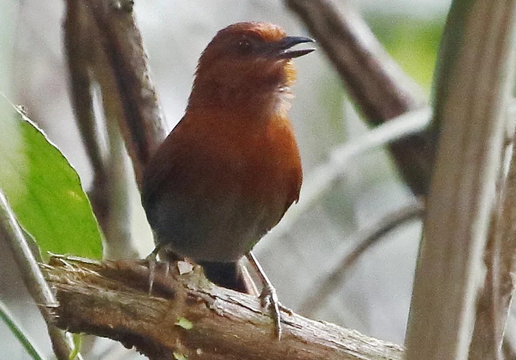 栗喉针尾雀(Synallaxis cherriei)