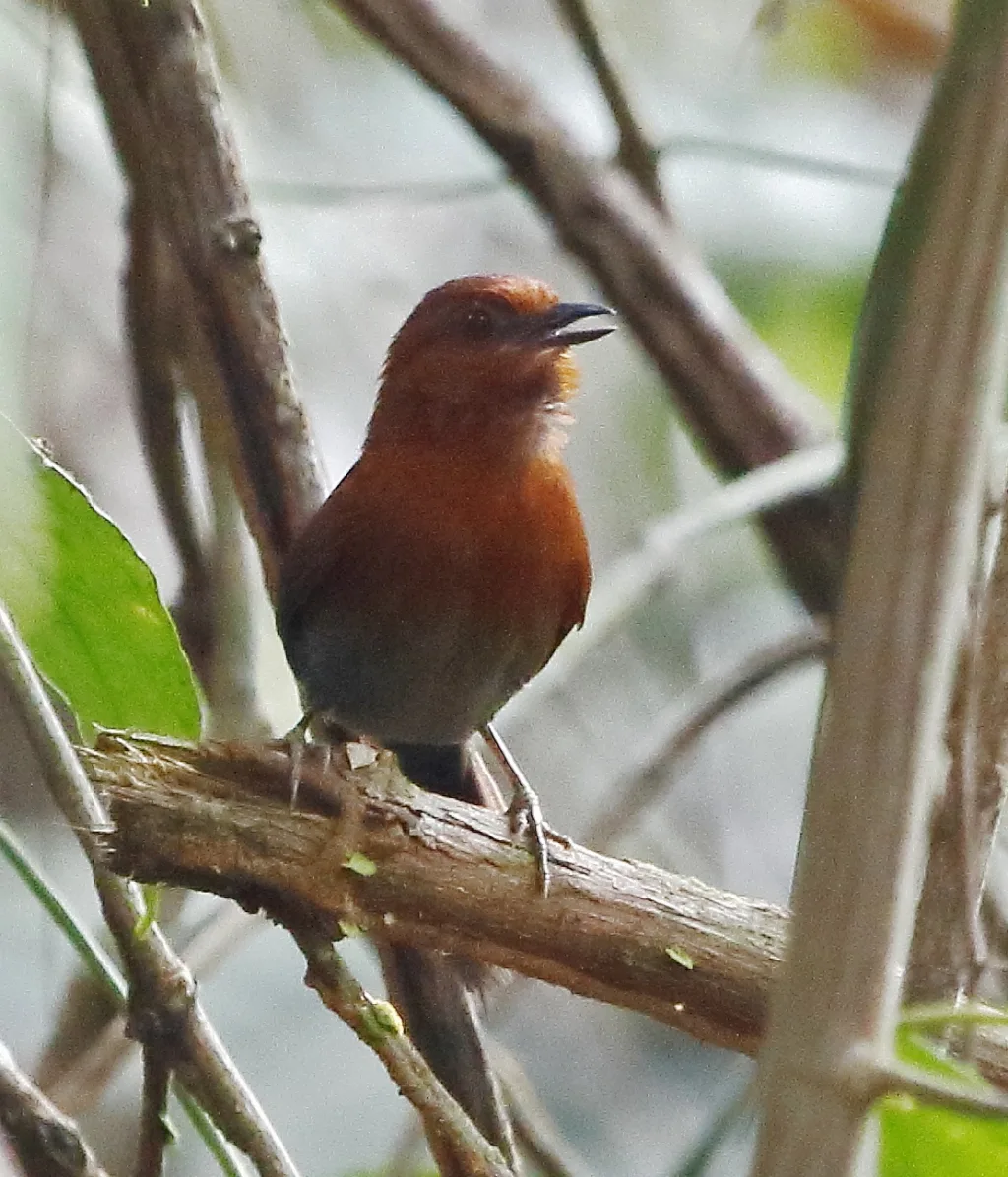 栗喉针尾雀(Synallaxis cherriei)