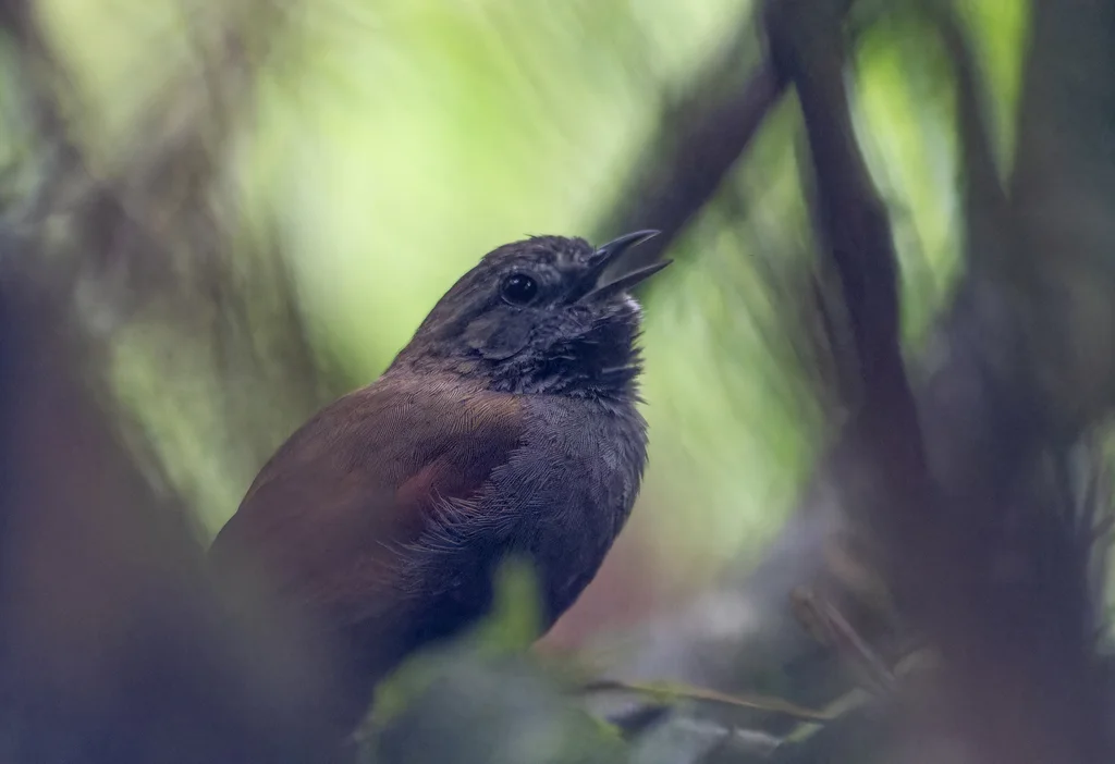 灰腹针尾雀(Synallaxis cinerascens)
