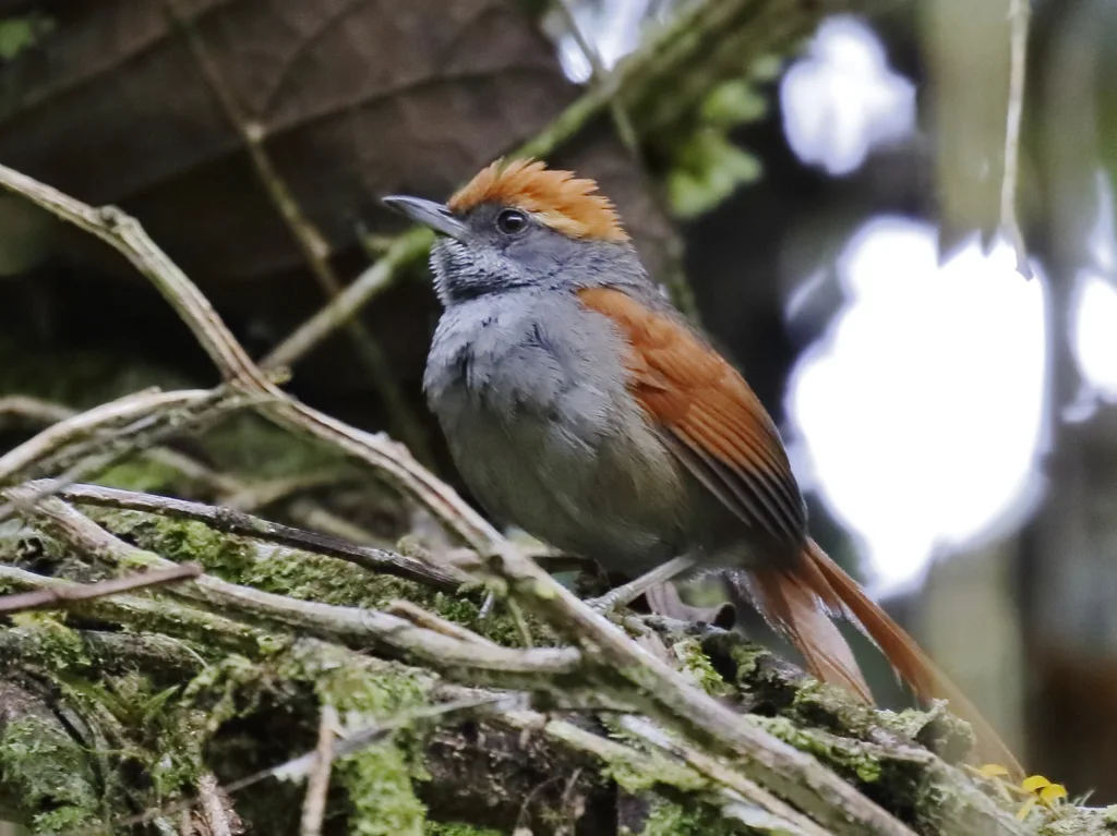 巴西针尾雀(Synallaxis cinerea)