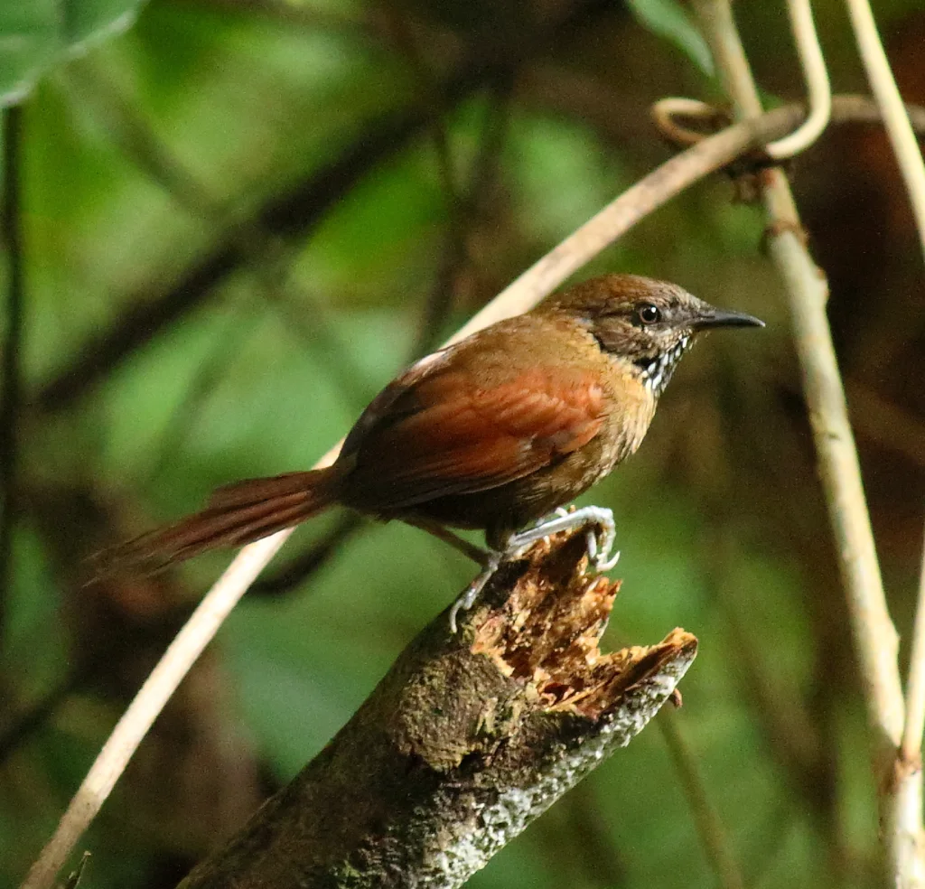 纹胸针尾雀(Synallaxis cinnamomea)