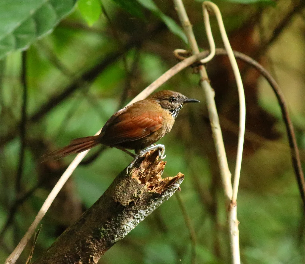 纹胸针尾雀(Synallaxis cinnamomea)