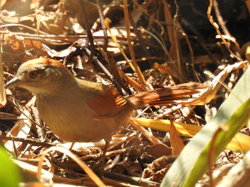 烟额针尾雀(Synallaxis frontalis)