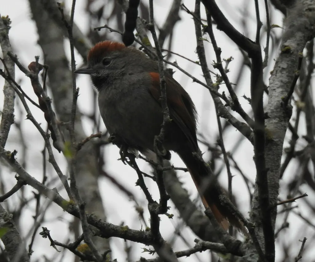 烟额针尾雀(Synallaxis frontalis)
